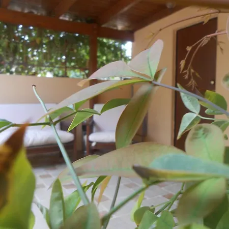 Magnolia Matera